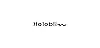 halobliss lace bras logo